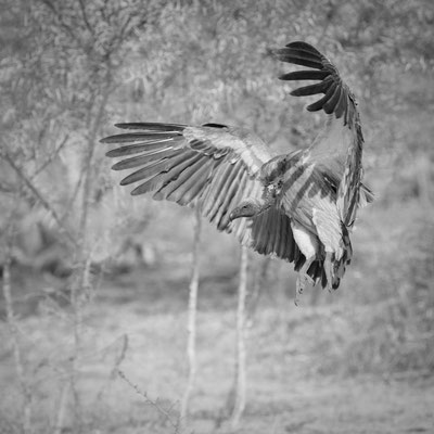vulture | kapama game reserve | south africa 2016