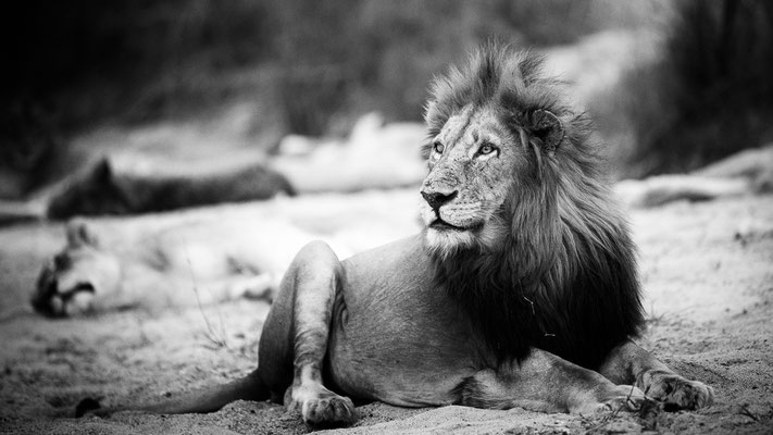 lion| kruger national park | south africa 2022