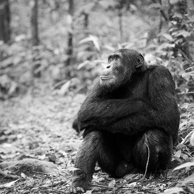 chimpanzee | uganda 2022