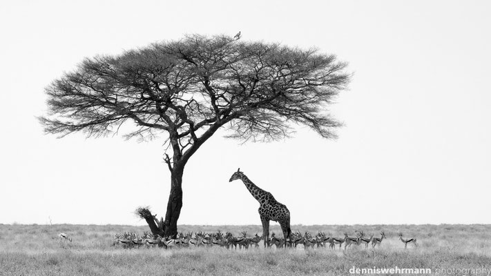 searching for shade | etosha national park | namibia 2012