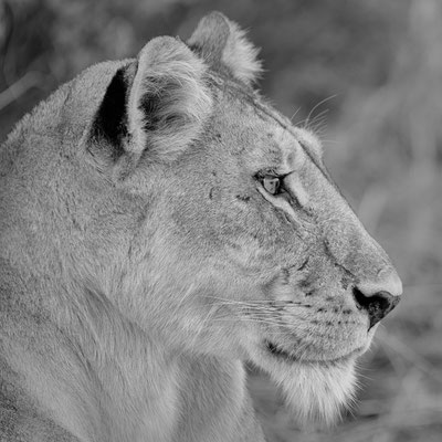 lion | khwai concession | botswana
