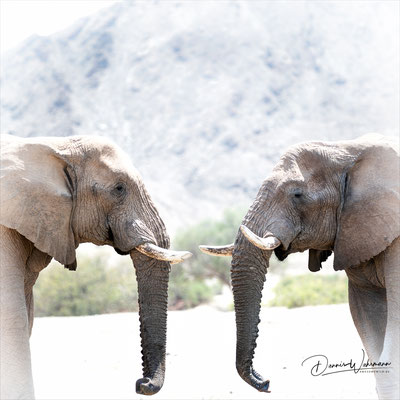 elephants hoanib canyon kaokoveld namibia