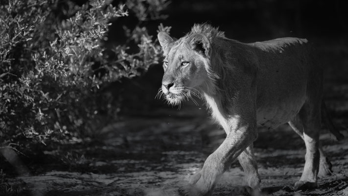 lion | central kalahari | botswana