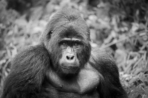 gorilla | uganda 2022
