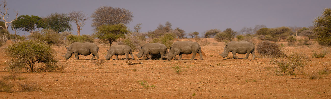 rhino parade | kapama game reserve | south africa 2016