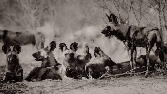 wilddogs | central kalahari game reserve | botswana