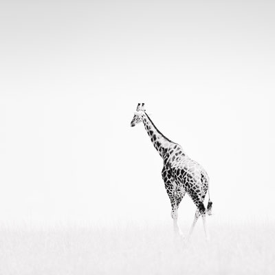 wildlifephotography uganda