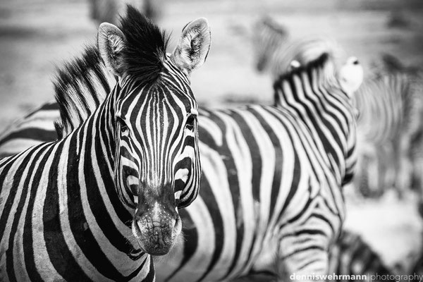 zebras | etosha national park | namibia 2012