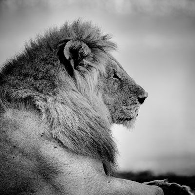 lion lower zambesi | zambia 2021