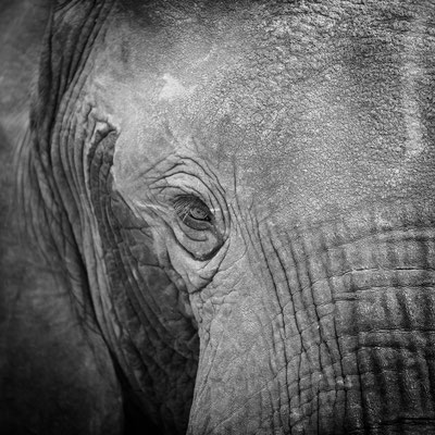 elephant south luangwa | zambia 2021