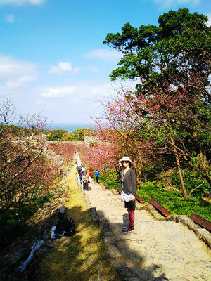 今帰仁城「桜まつり」