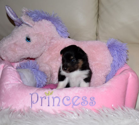 "nicely Fairytale Princess Nalani" mit einem Gewicht von 681g (reserviert)