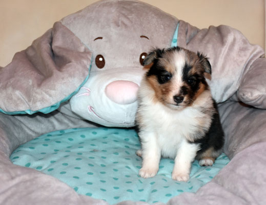 Die witzige "Tiana" mit 949g