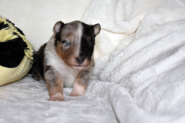 Blue merle Hündin...
