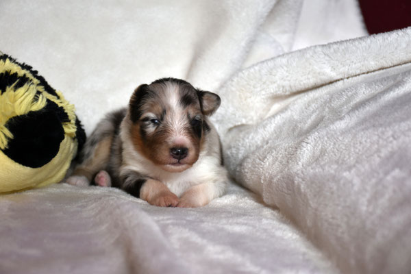 Blue merle Rüde...