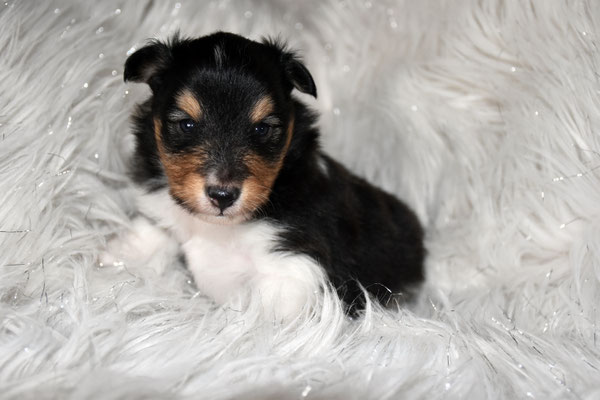 "Kody", Gewicht nach 3 Wochen 883g (reservierti)