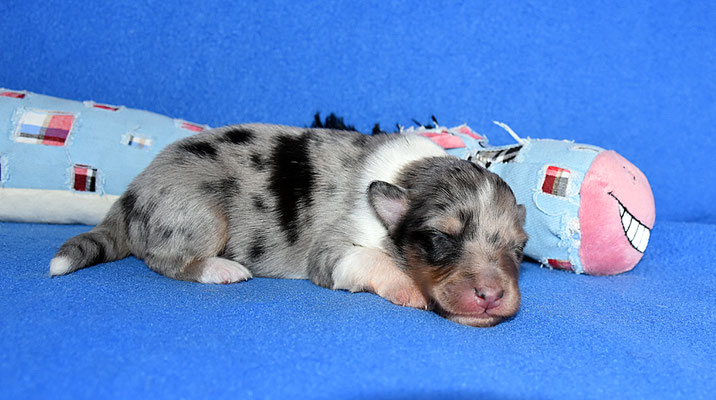 Rüde blue merle...