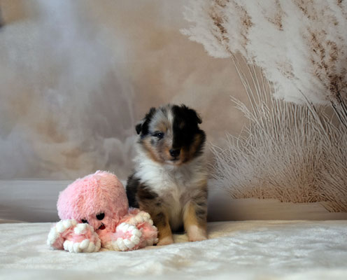 ... Gewicht mit vier Wochen 1130g (reserviert)