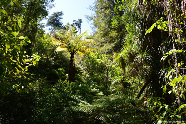  Abel Tasman - Nouvelle- Zélande