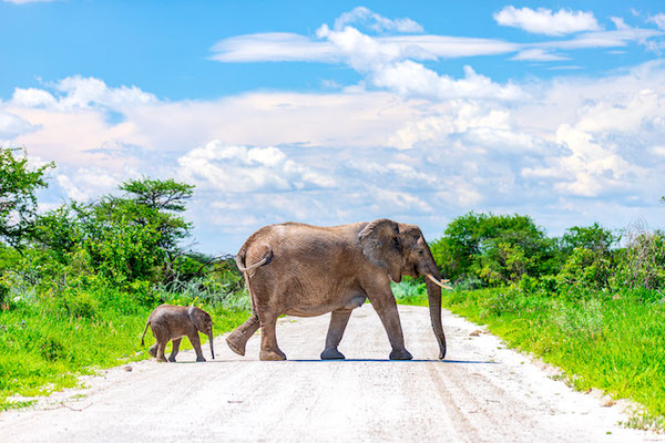 Слоны в национальном парке Этоша