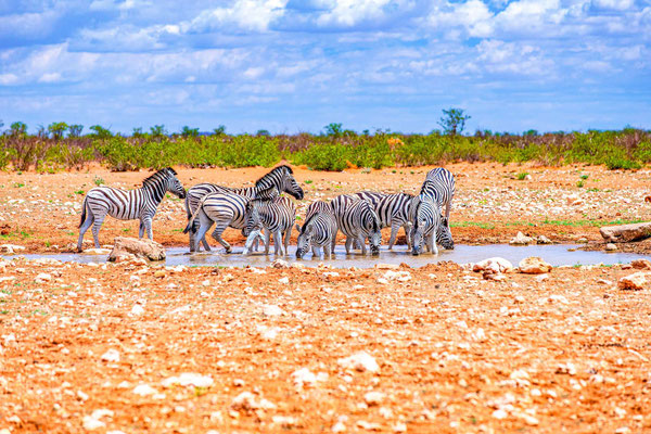 зебры у водопоя в национальном парке Этоша
