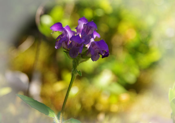 La brunelle à grandes fleurs (Prunella grandiflora)