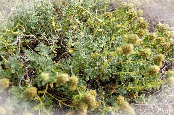 La santoline petit cyprès (Santolina chamaecyparissus)