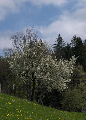 Frühling am Schwarzenberg