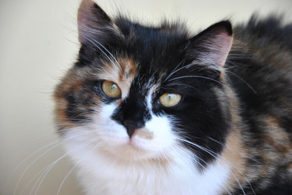 Luna (Orchidea Feline Paradise)