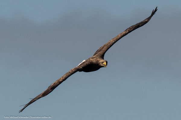 Seeadler