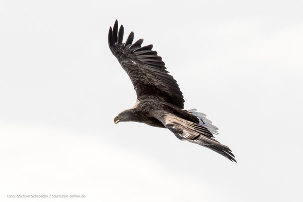 Seeadler