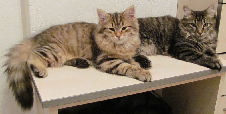 Sibirische Waldkatzen " Susi " und " Moritz "