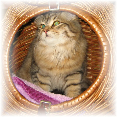 " Sibirische Waldkatze " - eine wunderschöne Katzenrasse