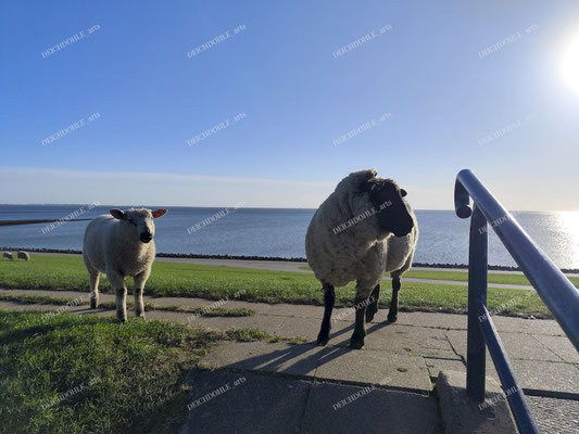 Deichaufgang Nordermeldorf mit Schafen