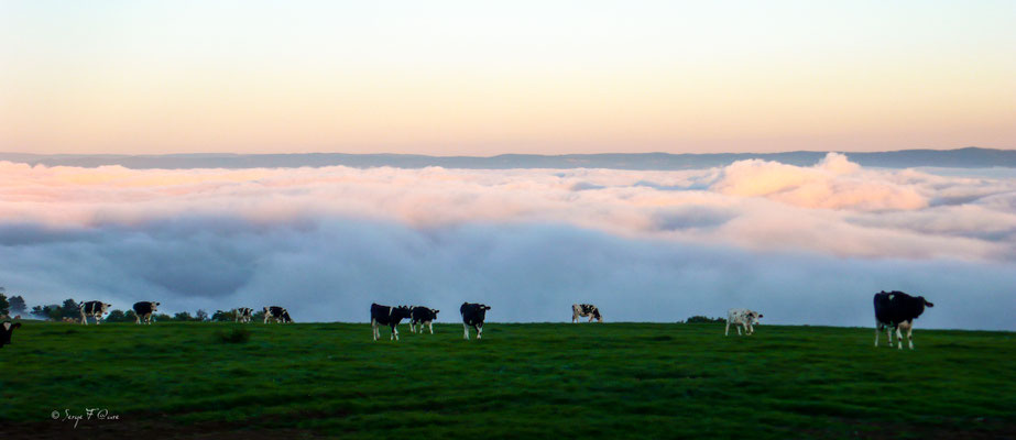 Scène pastorale (génisses) au bord d'une mer de nuages - Massif du Sancy - Auvergne - France