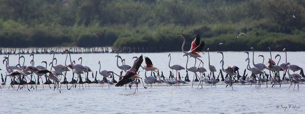 Flamants roses (Phoenicopterus rosus)