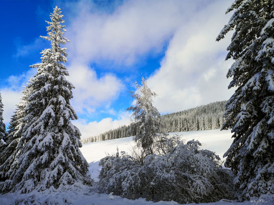A travers la forêt enneigée - Murat le Quaire - Massif du Sancy - Auvergne - France 