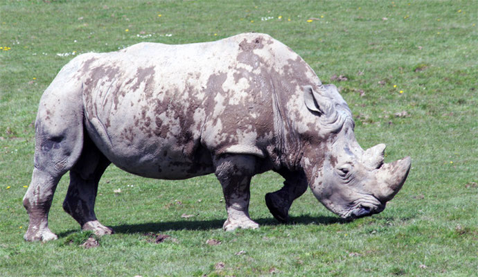 Rhinocéros blanc