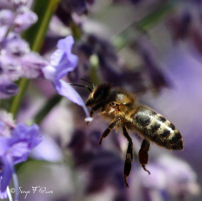 Abeille domestique (=mellifère) - Apis mellifera