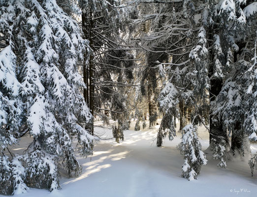 A travers la forêt enneigée - Murat le Quaire - Massif du Sancy - Auvergne - France 