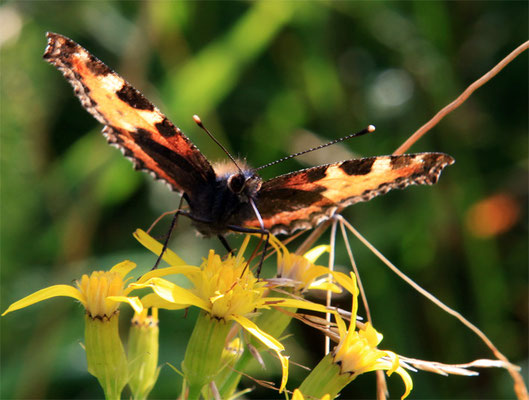 Papillon (lépidoptère) "Petite tortue - Aglais urticae"