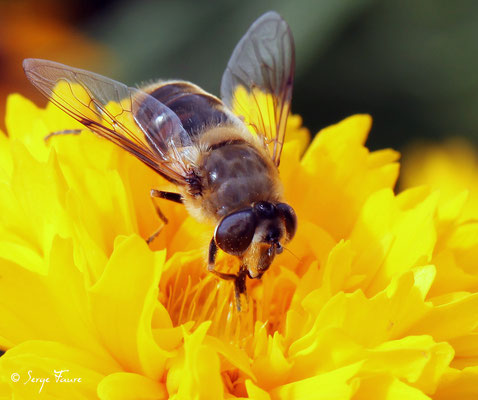 L'abeille domestique (Apis mellifera) est celle qui est utilisée en apiculture. Elle mesure un peu plus d'un centimètre, de couleur plutôt brune, elle n'est pas striée de jaune comme Maya ! Seuls les premiers segments de l'abdomen sont jaune-orangé et le 