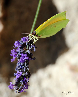 Papillon (lépidoptère) "Citron mâle" (Gonepteryx rhamni)