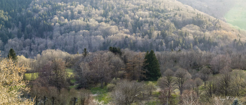 Murat-le-Quaire (parc arboré du centre de séjour Volca-Sancy du Conseil Général de la Dordogne).