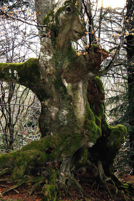 Le Faune