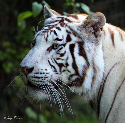 Tigre blanc (Panthera tigris)