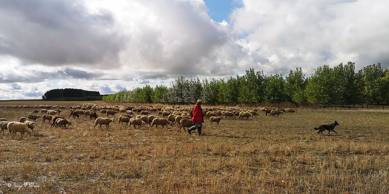 Roberto et ses moutons - Meseta - Espagne - Sur le chemin de Compostelle