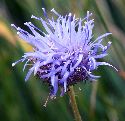 Jasione des montagnes