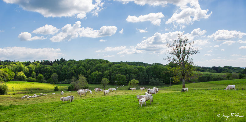 Veaux et vaches Charolaises à Briffon - Auvergne - France