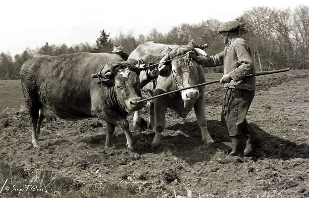 "Les vaches et l'homme" - Paysans au champ avec les bœufs - 1979 - Auvergne - France 